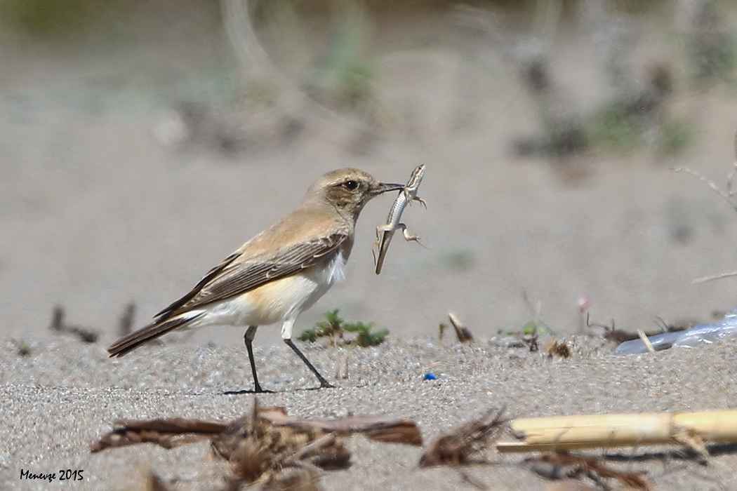 Desert Wheatear